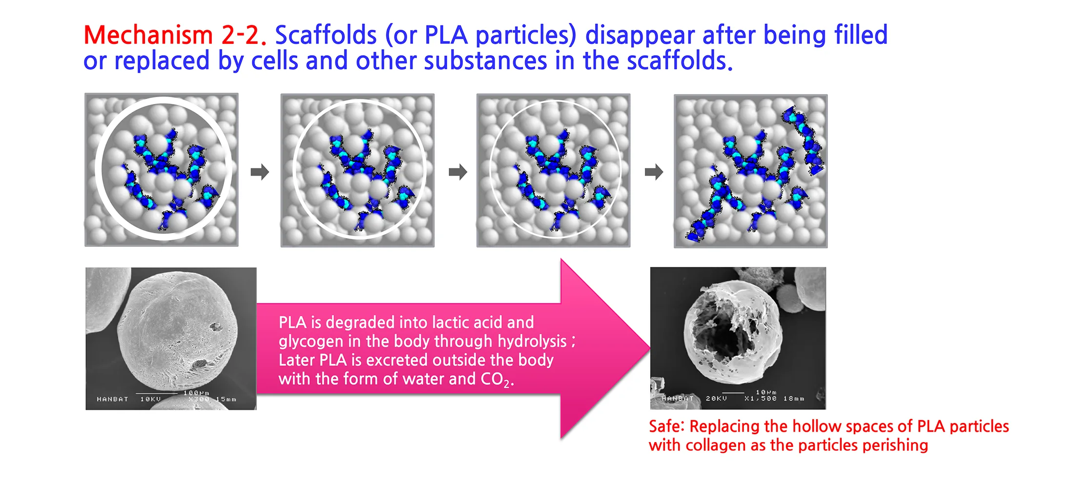 Aesthefill Plla 1 13 4Ff929A7 - Botoderm