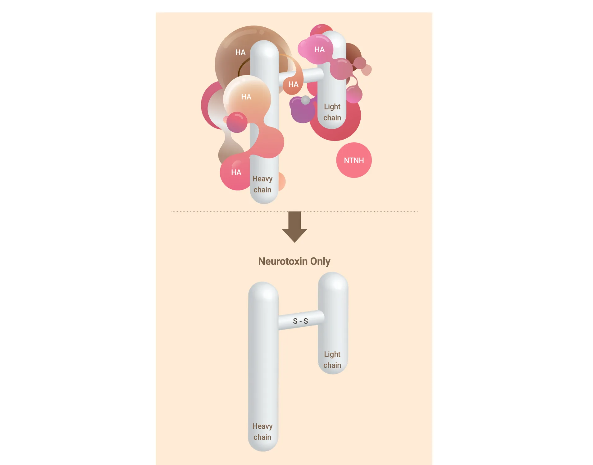 Coretox 1 07 1E719F5B - Botoderm