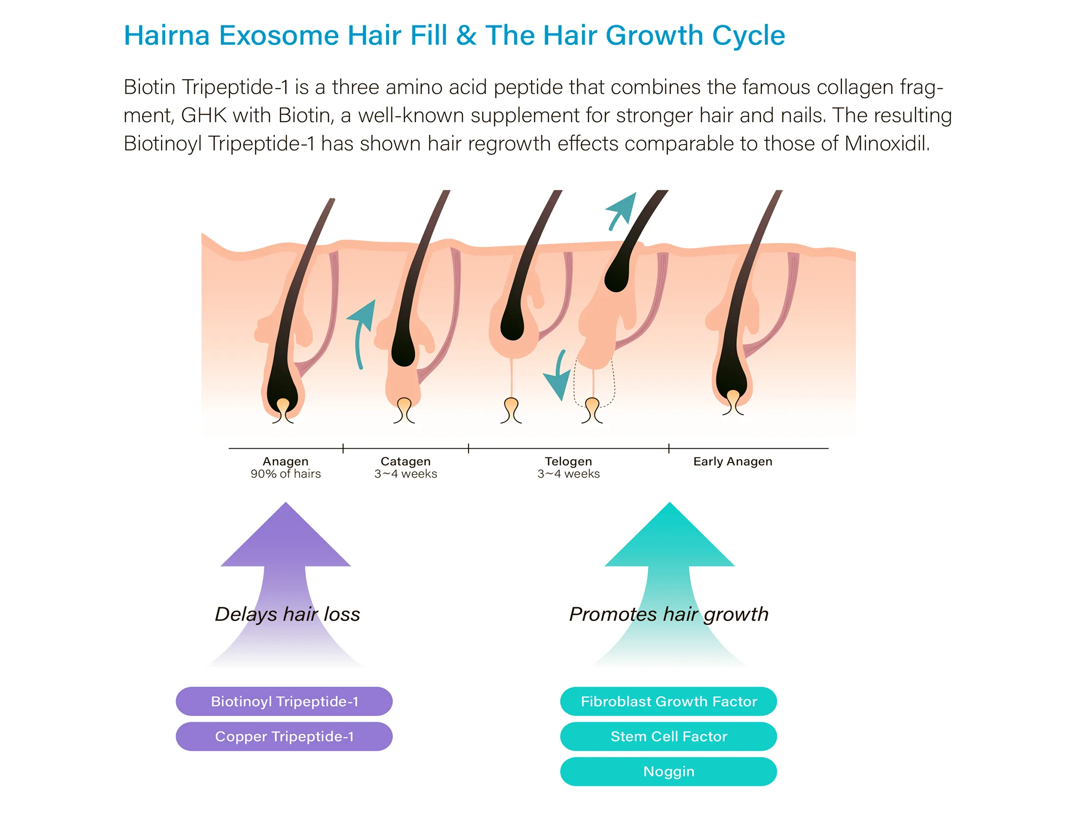 Hairna Hair Fill 1 12 605Df9De - Botoderm