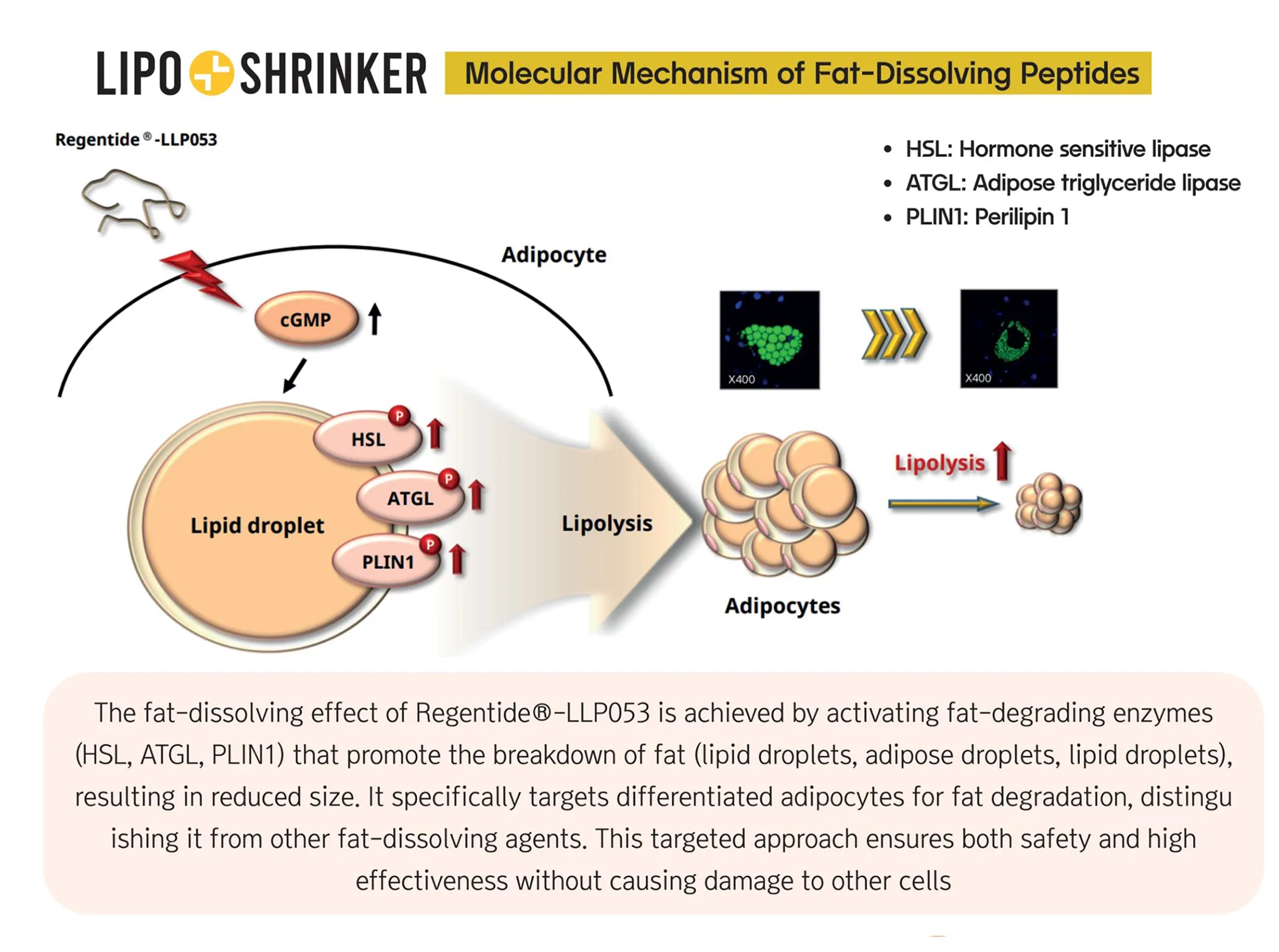 Lipo Shrinker Ppt En 1 15 2638446B - Botoderm
