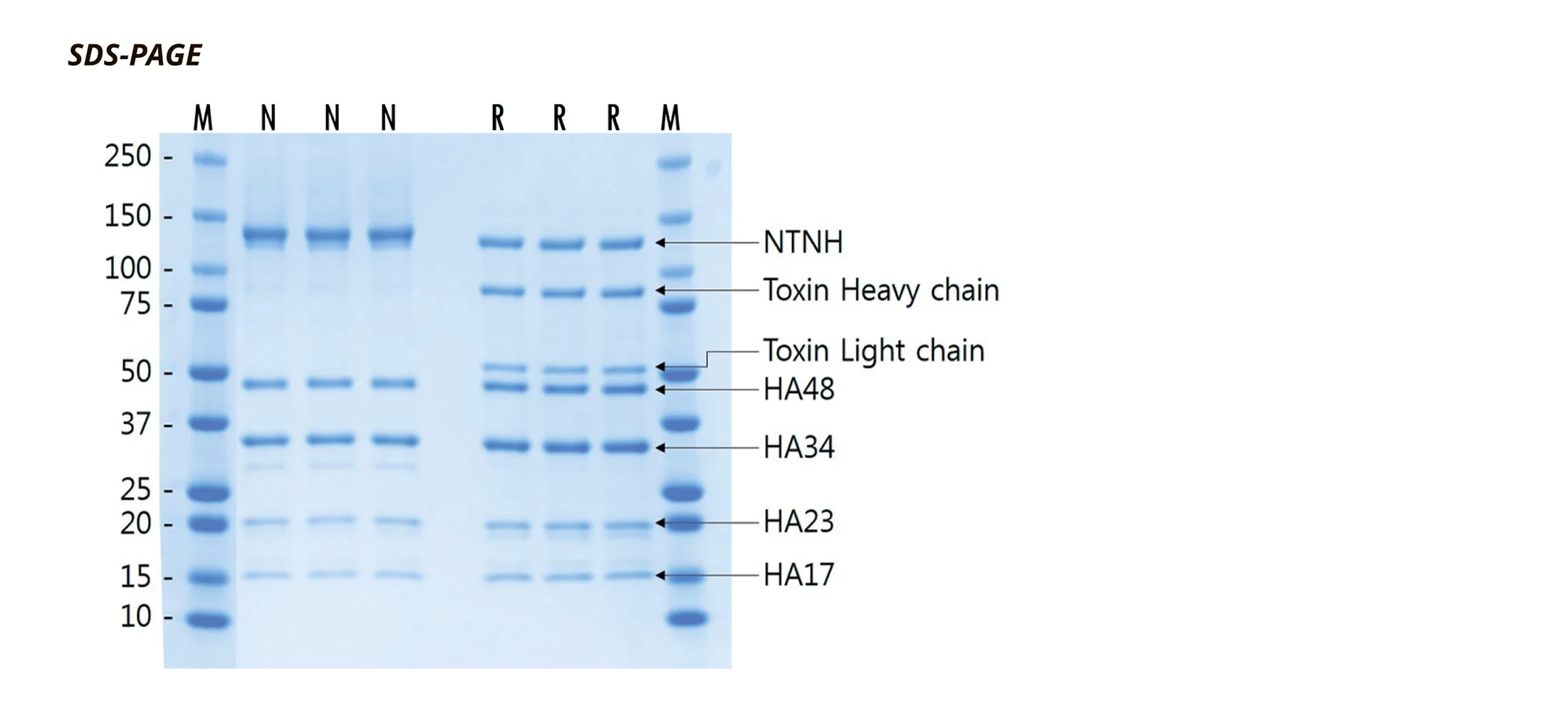 Re N Tox 2 02 756101Fd - Botoderm