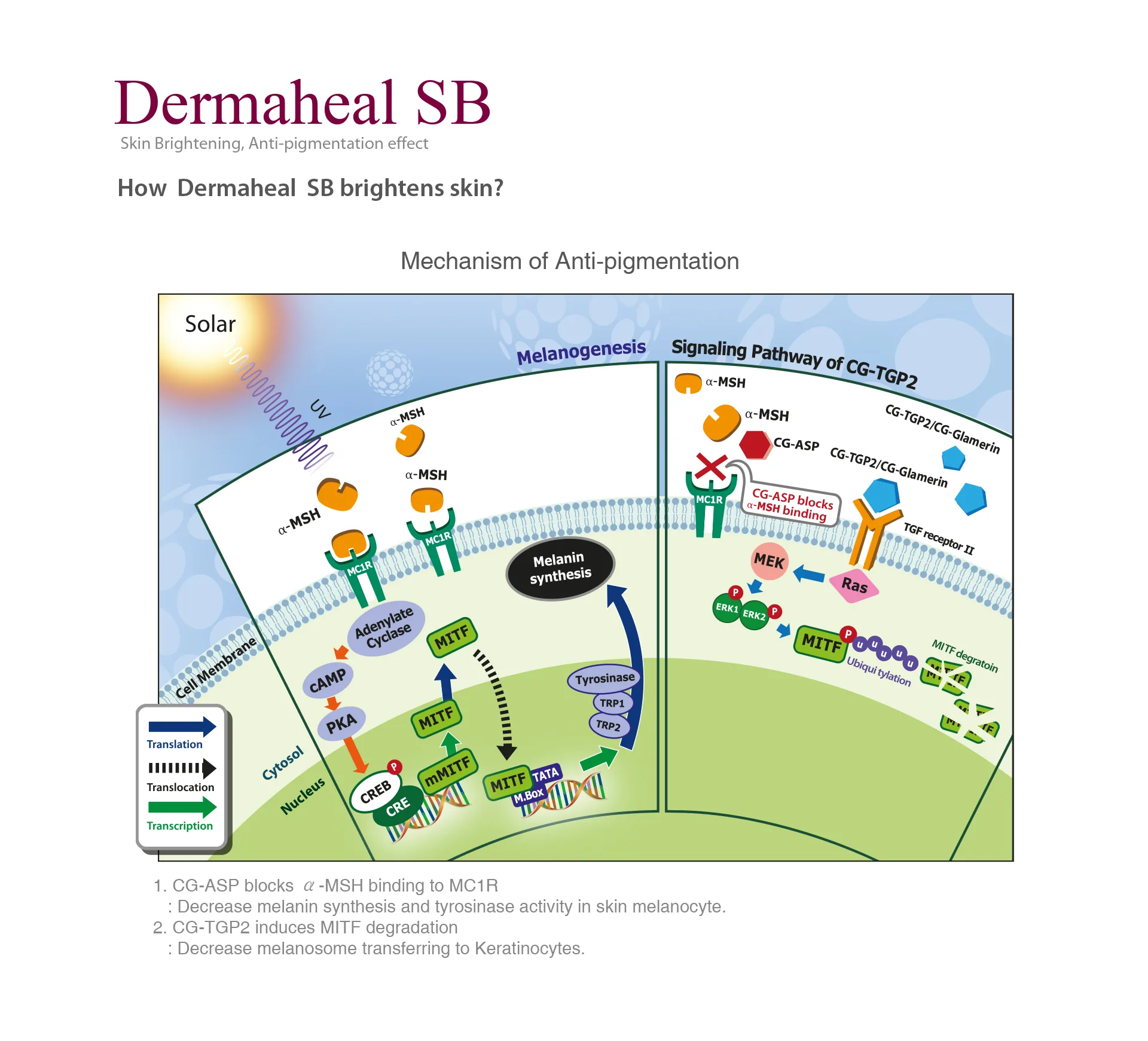 Dermaheal Sb 03 44Efc79A - Botoderm