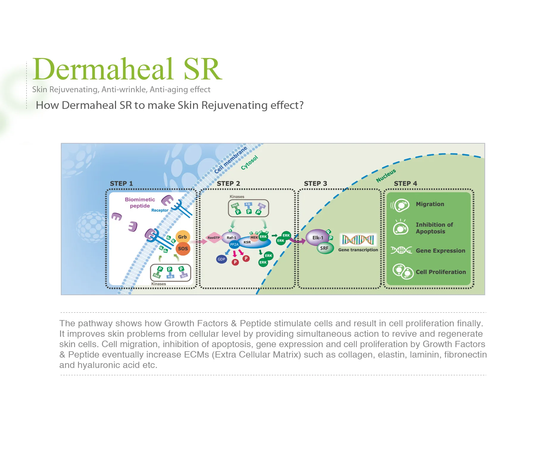 Dermaheal Sr 02 C6137E8F - Botoderm